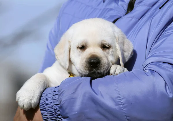 Cachorro Labrador Amarelo Verão Close Retrato — Fotografia de Stock