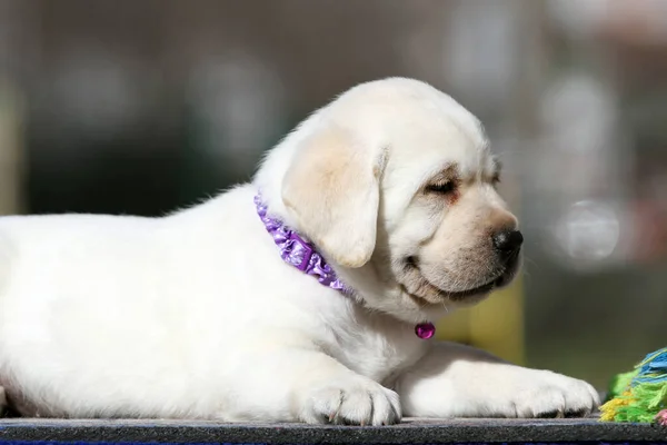 Den Fina Gula Labrador Valp Sommaren Närbild Porträtt — Stockfoto