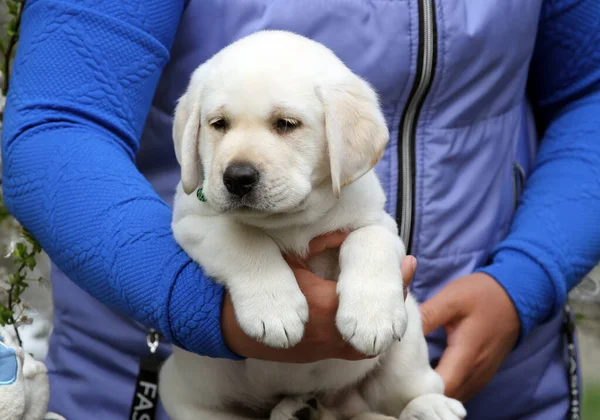 Yazın Tatlı Sarı Labrador Köpek Yavrusu Portreyi Kapat — Stok fotoğraf