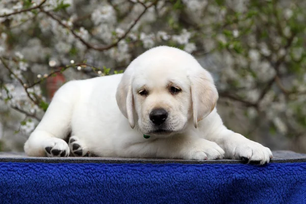 Mooie Mooie Mooie Mooie Gele Labrador Puppy Groene Achtergrond Portret — Stockfoto