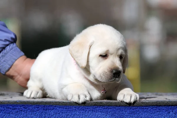 Yellow Labrador Puppy Summer Close Portrait — Stock Photo, Image