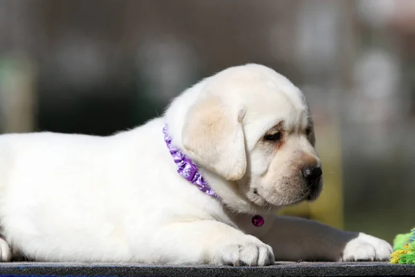 Yazın Güzel Sarı Bir Labrador Köpeği Yakından Bir Portre — Stok fotoğraf