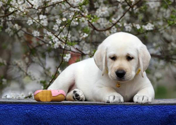 Tatlı Sarı Labrador Köpek Yavrusu Yazın Yakından Portre — Stok fotoğraf