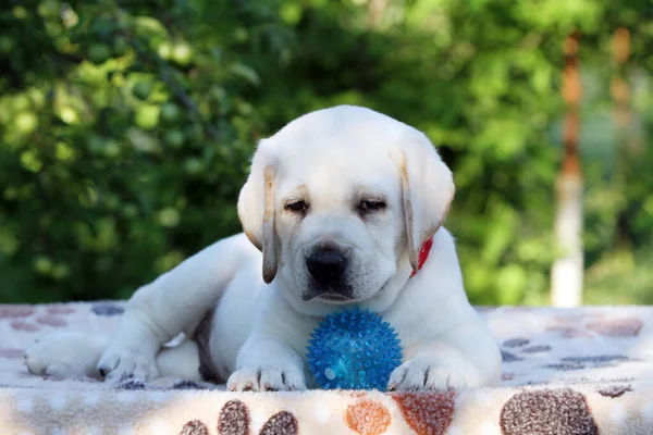 Yazın Şirin Sarı Labrador Köpeği Yakından Bir Portre — Stok fotoğraf