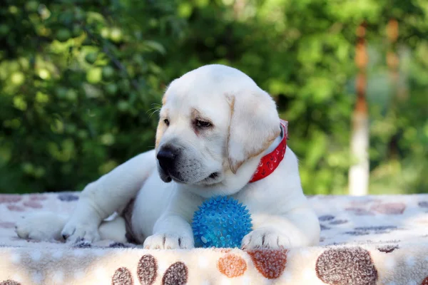 Yazın Tatlı Sarı Labrador Köpek Yavrusu Portreyi Kapat — Stok fotoğraf