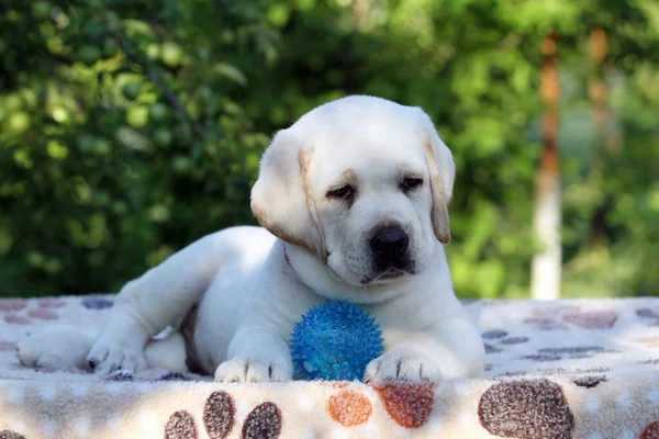 Édes Szép Sárga Labrador Kiskutya Nyáron Közelkép Portré — Stock Fotó