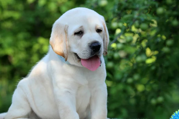 Lovely Sweet Nice Yellow Labrador Puppy Summer Close Portrait — Photo