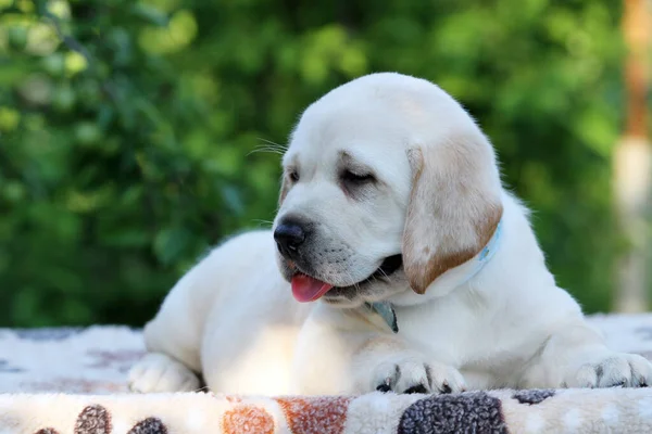 Yellow Labrador Puppy Summer Close Portrait — Stock Photo, Image