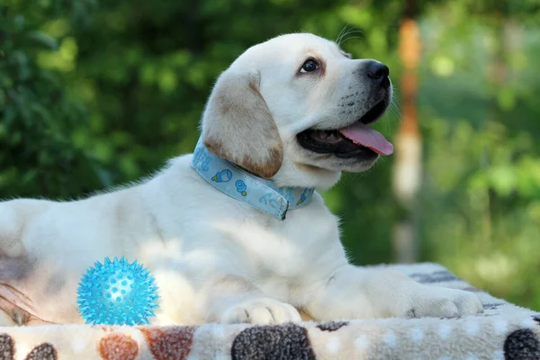 a nice yellow labrador puppy in summer close up portrait