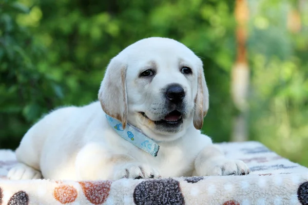 Cachorro Labrador Amarelo Verão Fechar Retrato — Fotografia de Stock