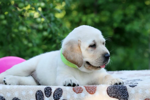 Doce Agradável Amarelo Labrador Filhote Cachorro Verão Close Retrato — Fotografia de Stock