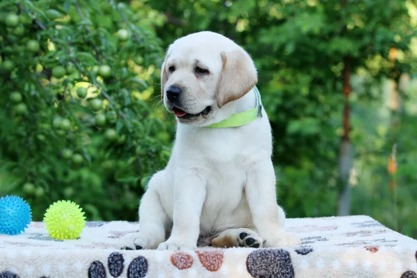 Lovely Sweet Nice Yellow Labrador Puppy Summer Close Portrait — Stok fotoğraf