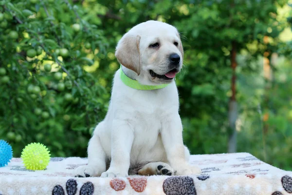 Yazın Sarı Labrador Köpeğinin Portresi — Stok fotoğraf