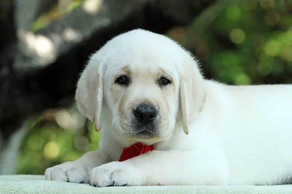 a nice yellow labrador puppy in summer close up portrait
