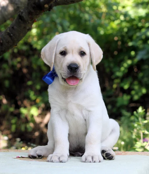 the nice yellow labrador puppy in summer close up portrait