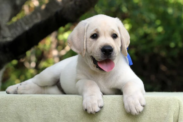 Sweet Nice Yellow Labrador Puppy Summer Close Portrait — Stock Photo, Image