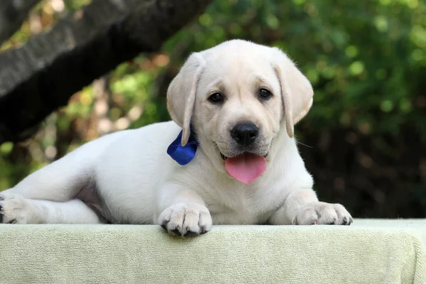 Sweet Nice Yellow Labrador Puppy Summer Close Portrait — Stock Photo, Image