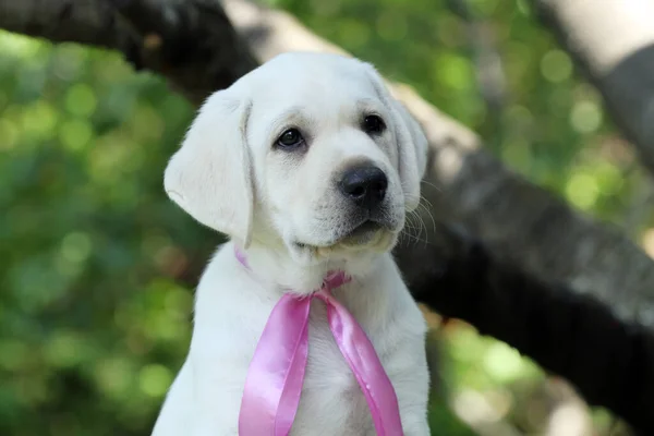 Lovely Sweet Nice Yellow Labrador Puppy Summer Close Portrait — 图库照片