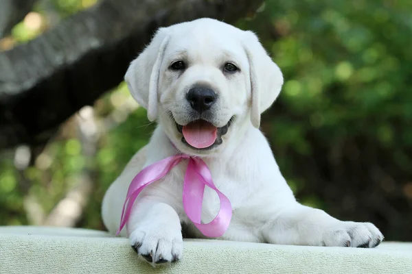 a nice yellow labrador puppy in summer close up portrait