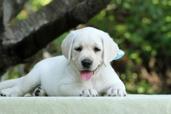 a nice yellow labrador puppy in summer close up portrait