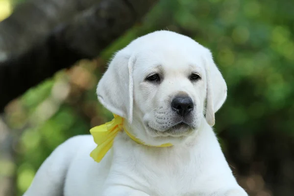 a yellow labrador puppy in summer close up portrait