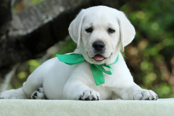 the nice yellow labrador puppy in summer close up portrait
