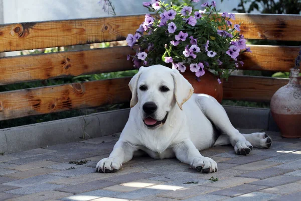 Ein Netter Gelber Labrador Welpe Sommer Aus Nächster Nähe Porträt — Stockfoto