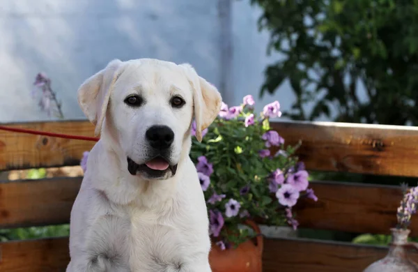 Dulce Lindo Amarillo Labrador Cachorro Verano Primer Plano Retrato — Foto de Stock