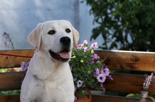 Ein Süßer Schöner Gelber Labrador Welpe Sommer Aus Nächster Nähe — Stockfoto