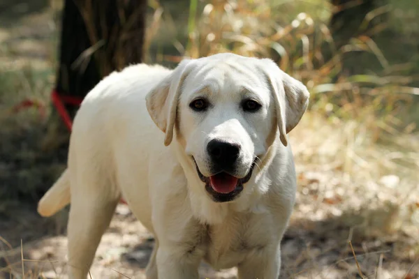 Lieve Mooie Gele Labrador Puppy Zomer Close Portret — Stockfoto