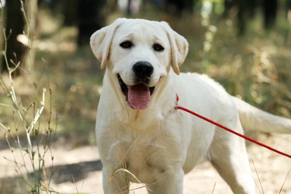 Lovely Sweet Nice Yellow Labrador Puppy Summer Close Portrait — Stockfoto