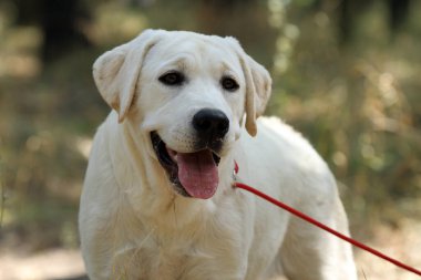 Yazın tatlı sarı labrador köpek yavrusu portreyi kapat.
