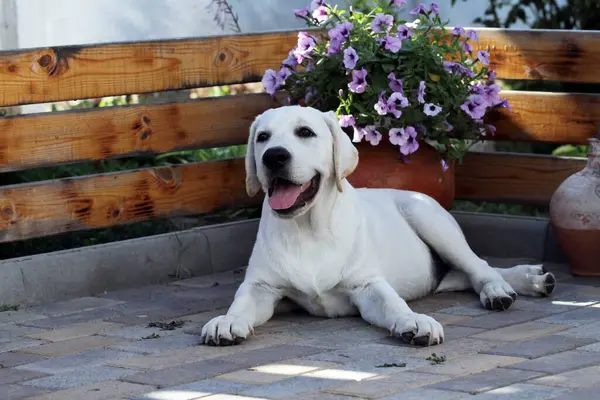 Schöne Gelbe Labrador Welpen Sommer Nahaufnahme Portrait — Stockfoto
