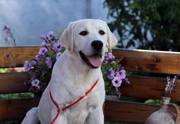 Ein Süßer Schöner Gelber Labrador Welpe Sommer Aus Nächster Nähe — Stockfoto