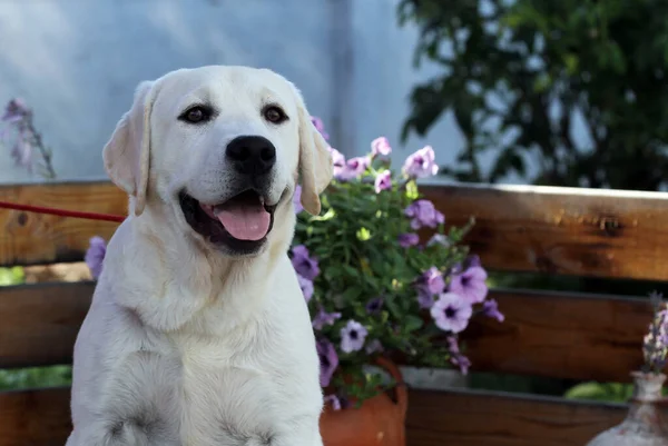 Süße Schöne Gelbe Labrador Welpen Sommer Nahaufnahme Porträt — Stockfoto