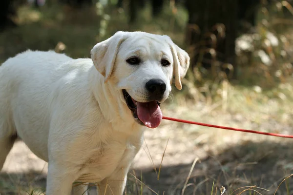 Der Schöne Gelbe Labrador Welpe Sommer Großaufnahme Portrait — Stockfoto