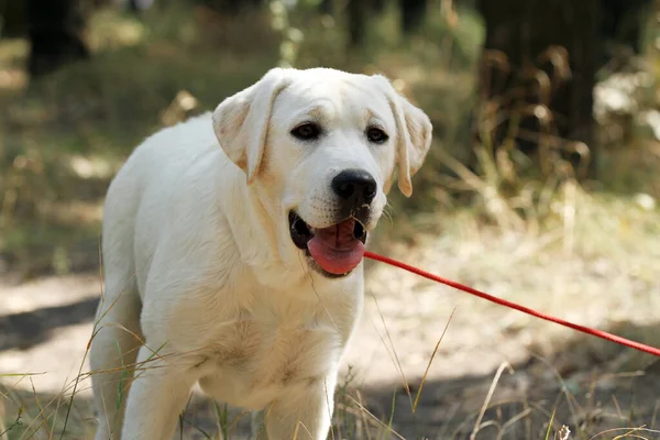 Een Lieve Mooie Gele Labrador Puppy Zomer Close Portret — Stockfoto