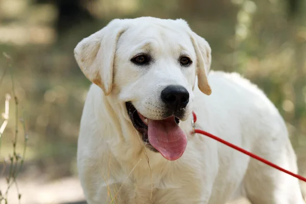 Schöne Süße Schöne Gelbe Labrador Welpen Sommer Nahaufnahme Porträt — Stockfoto