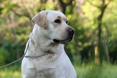 Yazın güzel sarı bir Labrador Retriever. Yakın plan portre.