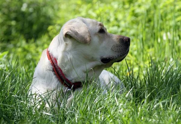 Žlutý Labrador Retrívr Létě Zblízka Portrét — Stock fotografie