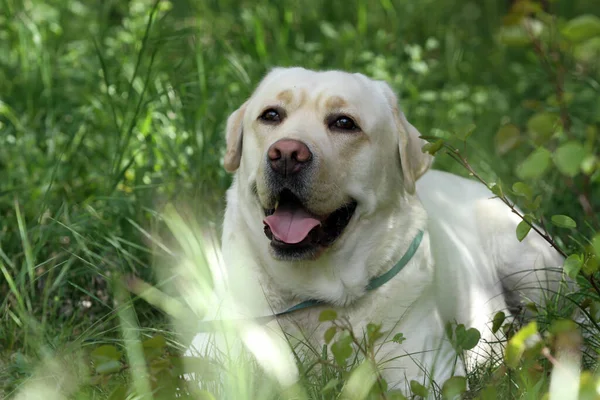 Yellow Labrador Retriever Summer Close Portrait — Stock Photo, Image