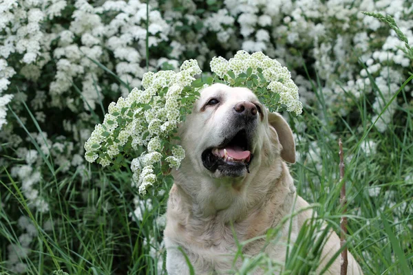Mooie Gele Labrador Retriever Zomer Close Portret — Stockfoto