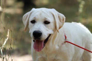 Yazın sarı bir Labrador Retriever. Yakın plan portre.