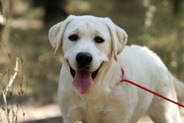 Yazın sarı labrador Retriever portresi