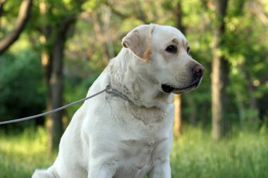 Yazın güzel sarı Labrador Retriever portresi.