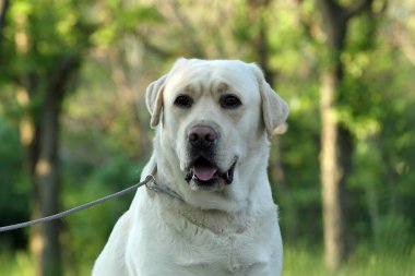 Tatlı sarı labrador retriever yazın yakın portre