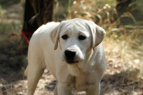 Een Mooie Gele Labrador Retriever Zomer Close Portret — Stockfoto