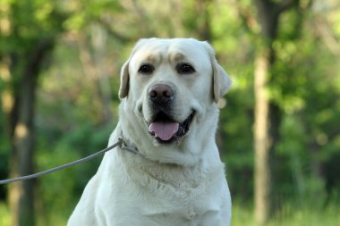 Yazın sarı labrador Retriever portresi.