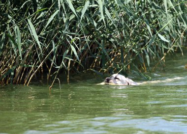 Sarı labrador av köpeği yazın gölde yüzüyor.