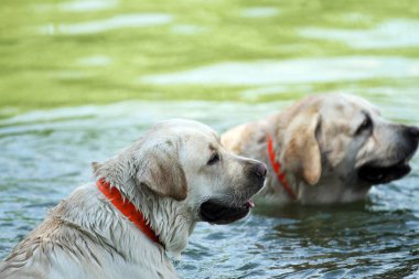 Yazın gölde yüzen iki sarı labrador köpeği.
